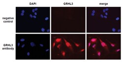 MilliporeSigma Rabbit anti-Grainyhead-Like 3/GRHL3, Polyclonal, 100&mu;g:Antibodies,