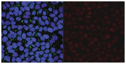 MilliporeSigma ALKBH5, Rabbit, Unlabeled, Polyclonal, 100&mu;L; Unlabeled:Antibodies,