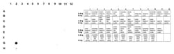 MilliporeSigma monomethyl Histone H2A (Gln104), Rabbit, Unlabeled, Polyclonal,