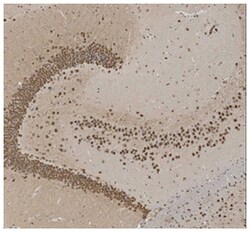 MilliporeSigma Rabbit anti-COUP-TF2, Polyclonal, 100&mu;L:Antibodies, Polyclonal