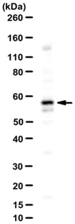 MilliporeSigma Rabbit anti-Bora, Polyclonal, 100&mu;L:Antibodies, Polyclonal