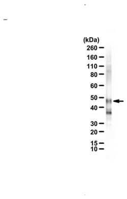 MilliporeSigma MLL4 (MLL2), Rabbit, Unlabeled, Polyclonal, 100&mu;L; Unlabeled:Antibodies,