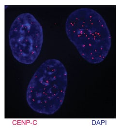 MilliporeSigma CENP-C, Rabbit, Unlabeled, Polyclonal, 100&mu;L; Unlabeled:Antibodies,