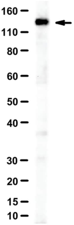 MilliporeSigma MCM9, Rabbit, Unlabeled, Polyclonal, 100&mu;L; Unlabeled:Antibodies,