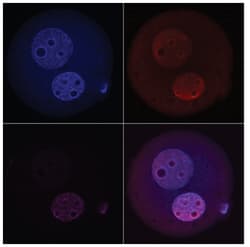 MilliporeSigma TET3, Rabbit, Unlabeled, Polyclonal, 100&mu;g; Unlabeled:Antibodies,