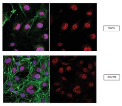 RNF168 Rabbit anti-Human, Mouse, Polyclonal, MilliporeSigma 100&mu;g; Unlabeled:Antibodies,