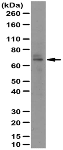 MilliporeSigma Rabbit anti-RBPJ, Polyclonal, 100&mu;L:Antibodies, Polyclonal