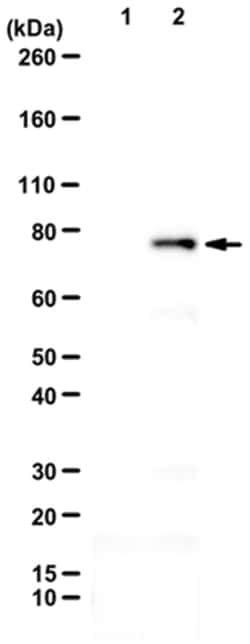MilliporeSigma anti-MxB, Polyclonal 100&mu;L, Unlabeled:Antibodies, Polyclonal