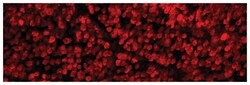 MilliporeSigma anti-RBPMS, Polyclonal 100&mu;g, Unlabeled:Antibodies, Polyclonal