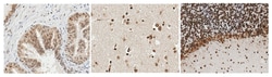 MilliporeSigma IMPACT, Rabbit, Unlabeled, Polyclonal, 100&mu;L; Unlabeled:Antibodies,