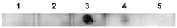 MilliporeSigma A -42, oligomeric (VIA), Rabbit, Unlabeled, Polyclonal,