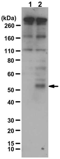 MilliporeSigma Stra8, Rabbit, Unlabeled, Polyclonal, 100&mu;g; Unlabeled:Antibodies,
