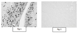 MilliporeSigma Rabbit anti-Aspa/Nur7, Polyclonal, 100&mu;g:Antibodies,
