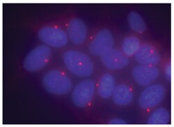 MilliporeSigma Ninein, Rabbit, Unlabeled, Polyclonal, 100&mu;L; Unlabeled:Antibodies,