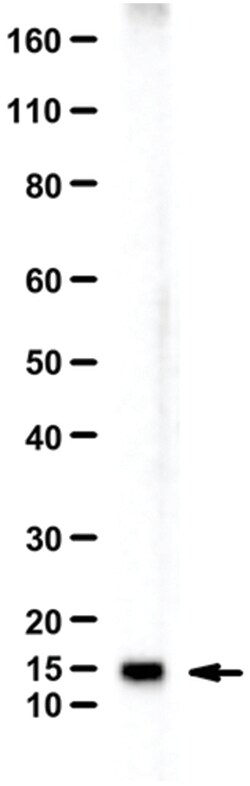 MilliporeSigma RBM3, Rabbit, Unlabeled, Polyclonal, 100&mu;L; Unlabeled:Antibodies,