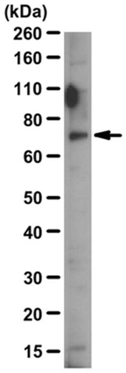 MilliporeSigma Rabbit anti-NTT4/SLC6A17, Polyclonal, 100&mu;L:Antibodies,