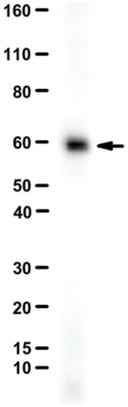 MilliporeSigma Oxytocin Receptor, Rabbit, Unlabeled, Polyclonal, 100&mu;L;