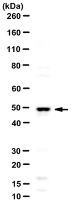 MilliporeSigma anti-BHLHE40/DEC1, Polyclonal 100&mu;L, Unlabeled:Antibodies,