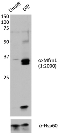 MilliporeSigma anti-Mitoferrin-1/Mfrn1, Polyclonal 100&mu;L, Unlabeled:Antibodies,