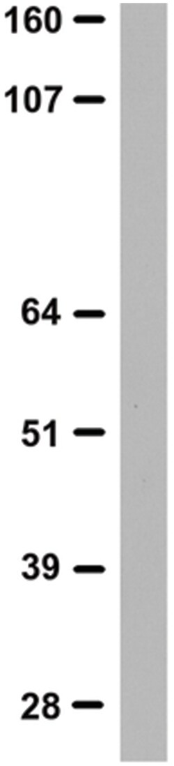 MilliporeSigma Cubilin, Rabbit, Unlabeled, Polyclonal, 100&mu;L; Unlabeled:Antibodies,