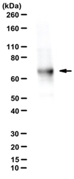 MilliporeSigma Rabbit anti-Ribophorin I/RPN-I, Polyclonal, 100&mu;L:Antibodies,