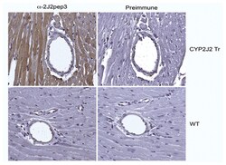 MilliporeSigma Rabbit anti-Cytochrome p450 2J Family, Polyclonal, 100&mu;L:Antibodies,