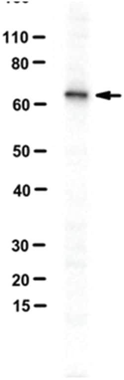 MilliporeSigma anti-Ric-8B/Synembryn-B, Polyclonal 100&mu;L, Unlabeled:Antibodies,