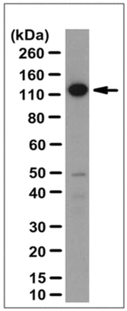 MilliporeSigma Rabbit anti-Exportin-1/CRM1, Polyclonal, 100&mu;L:Antibodies,