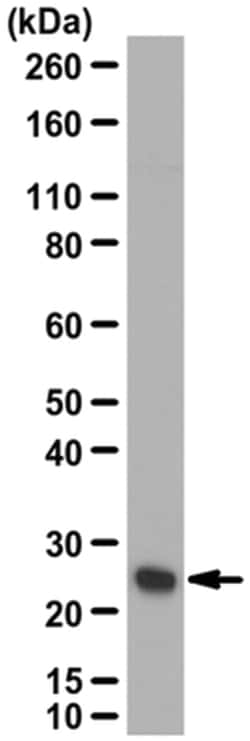 MilliporeSigma anti-Gstp1, Polyclonal 100&mu;L, Unlabeled:Antibodies, Polyclonal