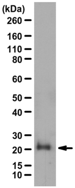 MilliporeSigma Rho (-A, -B, -C), Rabbit, Unlabeled, Polyclonal, 100&mu;L;