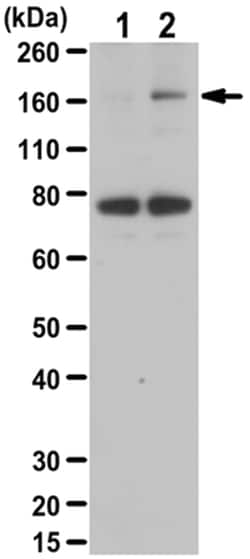 MilliporeSigma Rabbit anti-phospho-AS160 (Thr642), Polyclonal, 200&mu;L:Antibodies,