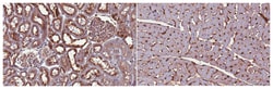 MilliporeSigma Adiponectin, Rabbit, Unlabeled, Polyclonal, 100&mu;g; Unlabeled:Antibodies,
