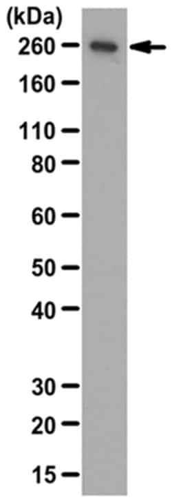 MilliporeSigma Rabbit anti-Myosin-10/MYH10/Myosin IIB, Polyclonal, 100&mu;g:Antibodies,
