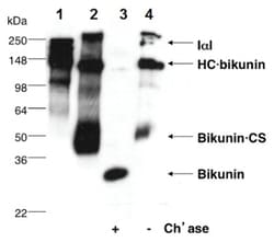 MilliporeSigma Bikunin (CP6), Rabbit, Unlabeled, Polyclonal, 100 &mu;L | Buy Online | MilliporeSigma&trade; | Fisher Scientific