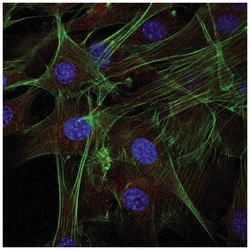 MilliporeSigma Actin, Rabbit, Alexa Fluor 647, Polyclonal, 100 &mu;L | Buy Online | MilliporeSigma&trade; | Fisher Scientific