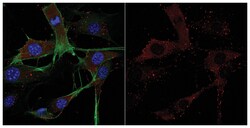 MilliporeSigma Cofilin-1, Rabbit, Unlabeled, Polyclonal, 100&mu;L; Unlabeled:Antibodies,