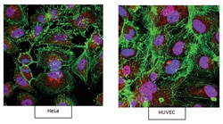 MilliporeSigma anti-beta Actin, Polyclonal 100&mu;g, Unlabeled:Antibodies,