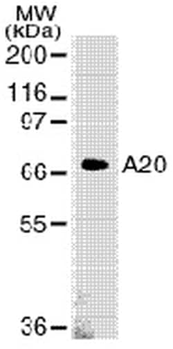 MilliporeSigma anti-A20 Clone: 59A426, 100&mu;g, Unlabeled:Antibodies,