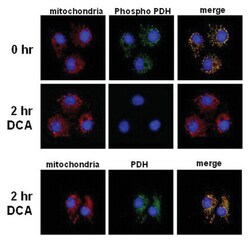 MilliporeSigma anti-PhosphoDetect PDH-E1alpha (pSer293), Polyclonal 50&mu;L,