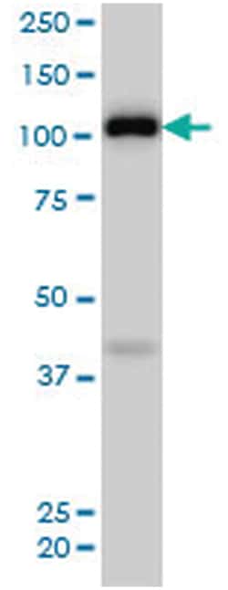 MilliporeSigma anti-EPHA4 Clone: 6H7, 100&mu;g, Unlabeled:Antibodies, Monoclonal