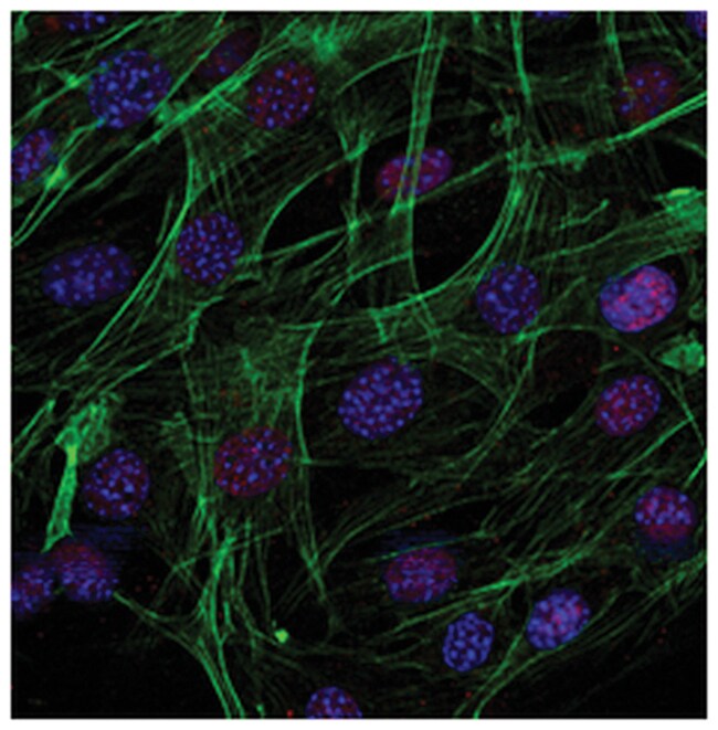MilliporeSigma Sheep antiRabbit IgG, Cy3, Secondary Antibody, 500μg, Fisher Scientific