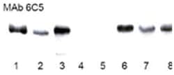 MilliporeSigma anti-GAPDH Clone: 6C5, 500&mu;G, Unlabeled:Antibodies, Monoclonal