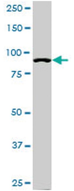 MilliporeSigma anti-ACTN4 Clone: 4D10, 100&mu;g, Unlabeled:Antibodies,