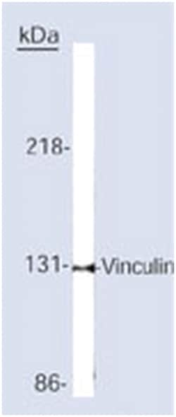 MilliporeSigma anti-Vinculin Clone: V284 or VLN01, 100&mu;g, Unlabeled:Antibodies,