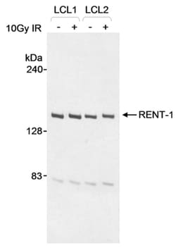 MilliporeSigma anti-RENT1, Polyclonal 100&mu;g, Unlabeled:Antibodies, Polyclonal