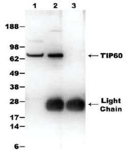 MilliporeSigma anti-TIP60, Polyclonal 50&mu;L, Unlabeled:Antibodies, Polyclonal