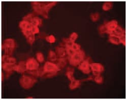 MilliporeSigma anti-EGFR Clone: EGFR.1, 100&mu;g, Unlabeled:Antibodies,