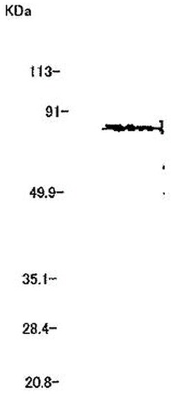 MilliporeSigma anti-MMP-2 Clone: 42-5D11, 100&mu;g, Unlabeled:Antibodies,