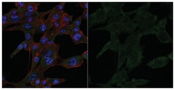 MilliporeSigma Mouse anti-Dynein, Clone: 74.1, Alexa Fluor 488, 100&mu;L;