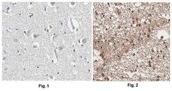 MilliporeSigma APP, CT, Ascites Free, Mouse, Unlabeled, Clone: 2.F2.19B4,